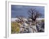 Gnarled Baobab Tree Grows Among Rocks at Kubu Island on Edge of Sowa Pan, Makgadikgadi, Kalahari-Nigel Pavitt-Framed Photographic Print