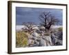 Gnarled Baobab Tree Grows Among Rocks at Kubu Island on Edge of Sowa Pan, Makgadikgadi, Kalahari-Nigel Pavitt-Framed Photographic Print