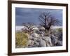 Gnarled Baobab Tree Grows Among Rocks at Kubu Island on Edge of Sowa Pan, Makgadikgadi, Kalahari-Nigel Pavitt-Framed Photographic Print