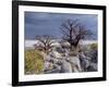 Gnarled Baobab Tree Grows Among Rocks at Kubu Island on Edge of Sowa Pan, Makgadikgadi, Kalahari-Nigel Pavitt-Framed Photographic Print