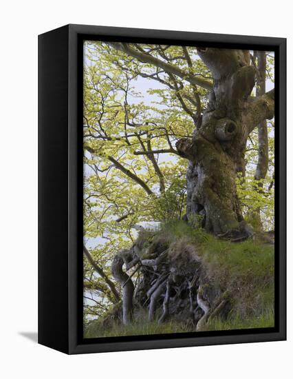 gnarled beech in the spring, Jasmund National Park, Rügen, Mecklenburg-Western Pomerania, Germany-Michael Jaeschke-Framed Stretched Canvas