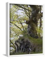 gnarled beech in the spring, Jasmund National Park, Rügen, Mecklenburg-Western Pomerania, Germany-Michael Jaeschke-Framed Photographic Print