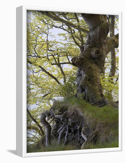 gnarled beech in the spring, Jasmund National Park, Rügen, Mecklenburg-Western Pomerania, Germany-Michael Jaeschke-Framed Photographic Print