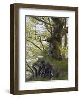 gnarled beech in the spring, Jasmund National Park, Rügen, Mecklenburg-Western Pomerania, Germany-Michael Jaeschke-Framed Photographic Print