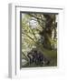 gnarled beech in the spring, Jasmund National Park, Rügen, Mecklenburg-Western Pomerania, Germany-Michael Jaeschke-Framed Photographic Print