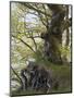 gnarled beech in the spring, Jasmund National Park, Rügen, Mecklenburg-Western Pomerania, Germany-Michael Jaeschke-Mounted Photographic Print