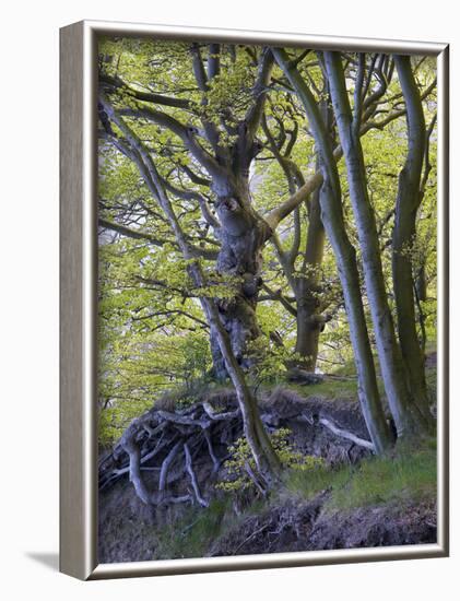 gnarled beeches in the spring, Jasmund National Park, Rügen, Mecklenburg-Western Pomerania, Germany-Michael Jaeschke-Framed Photographic Print