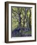 gnarled beeches in the spring, Jasmund National Park, Rügen, Mecklenburg-Western Pomerania, Germany-Michael Jaeschke-Framed Photographic Print