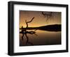 Gnarled Branches Poking out of Calm Lake-Jan Lakey-Framed Photographic Print