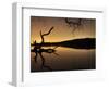 Gnarled Branches Poking out of Calm Lake-Jan Lakey-Framed Photographic Print