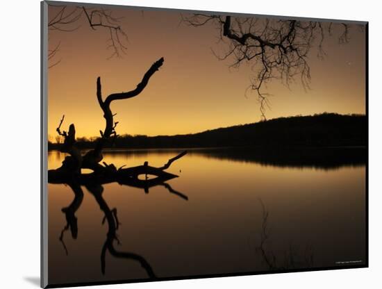 Gnarled Branches Poking out of Calm Lake-Jan Lakey-Mounted Photographic Print