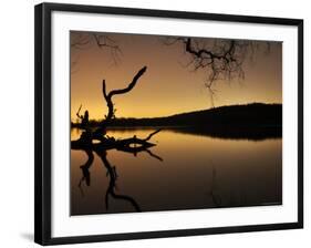 Gnarled Branches Poking out of Calm Lake-Jan Lakey-Framed Photographic Print