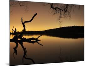 Gnarled Branches Poking out of Calm Lake-Jan Lakey-Mounted Photographic Print