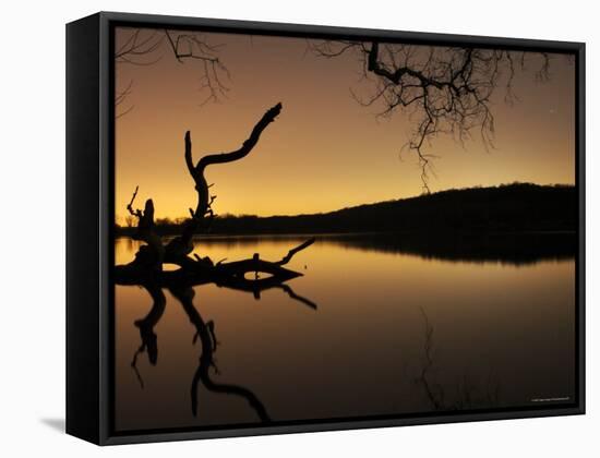 Gnarled Branches Poking out of Calm Lake-Jan Lakey-Framed Stretched Canvas