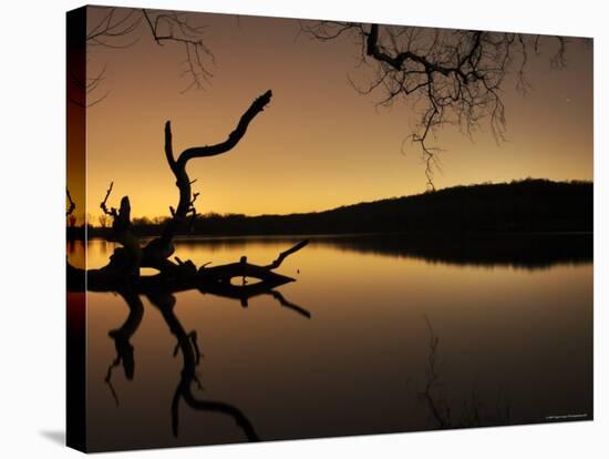 Gnarled Branches Poking out of Calm Lake-Jan Lakey-Stretched Canvas