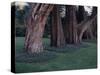 Gnarled Cypress Trees Surrounded by Dalmation Bell Flowers and Blue Grass Lawn. California-Ralph Crane-Stretched Canvas