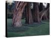 Gnarled Cypress Trees Surrounded by Dalmation Bell Flowers and Blue Grass Lawn. California-Ralph Crane-Stretched Canvas