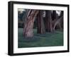 Gnarled Cypress Trees Surrounded by Dalmation Bell Flowers and Blue Grass Lawn. California-Ralph Crane-Framed Photographic Print