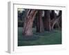 Gnarled Cypress Trees Surrounded by Dalmation Bell Flowers and Blue Grass Lawn. California-Ralph Crane-Framed Photographic Print