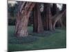 Gnarled Cypress Trees Surrounded by Dalmation Bell Flowers and Blue Grass Lawn. California-Ralph Crane-Mounted Photographic Print