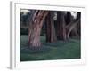 Gnarled Cypress Trees Surrounded by Dalmation Bell Flowers and Blue Grass Lawn. California-Ralph Crane-Framed Photographic Print