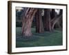 Gnarled Cypress Trees Surrounded by Dalmation Bell Flowers and Blue Grass Lawn. California-Ralph Crane-Framed Photographic Print