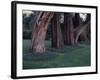 Gnarled Cypress Trees Surrounded by Dalmation Bell Flowers and Blue Grass Lawn. California-Ralph Crane-Framed Photographic Print