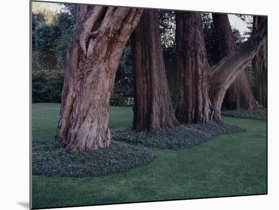 Gnarled Cypress Trees Surrounded by Dalmation Bell Flowers and Blue Grass Lawn. California-Ralph Crane-Mounted Photographic Print