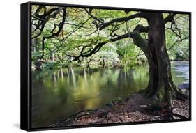 Gnarled Old Tree by the River Nidd in Nidd Gorge in Autumn-Mark Sunderland-Framed Stretched Canvas