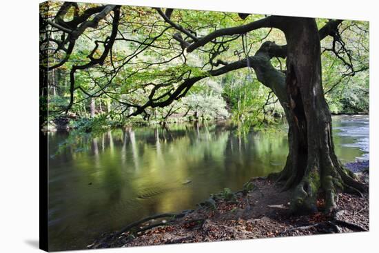 Gnarled Old Tree by the River Nidd in Nidd Gorge in Autumn-Mark Sunderland-Stretched Canvas