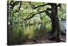 Gnarled Old Tree by the River Nidd in Nidd Gorge in Autumn-Mark Sunderland-Stretched Canvas