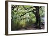 Gnarled Old Tree by the River Nidd in Nidd Gorge in Autumn-Mark Sunderland-Framed Photographic Print