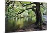 Gnarled Old Tree by the River Nidd in Nidd Gorge in Autumn-Mark Sunderland-Mounted Photographic Print