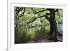 Gnarled Old Tree by the River Nidd in Nidd Gorge in Autumn-Mark Sunderland-Framed Photographic Print