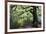 Gnarled Old Tree by the River Nidd in Nidd Gorge in Autumn-Mark Sunderland-Framed Photographic Print