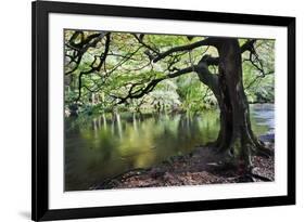 Gnarled Old Tree by the River Nidd in Nidd Gorge in Autumn-Mark Sunderland-Framed Photographic Print