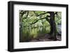 Gnarled Old Tree by the River Nidd in Nidd Gorge in Autumn-Mark Sunderland-Framed Photographic Print