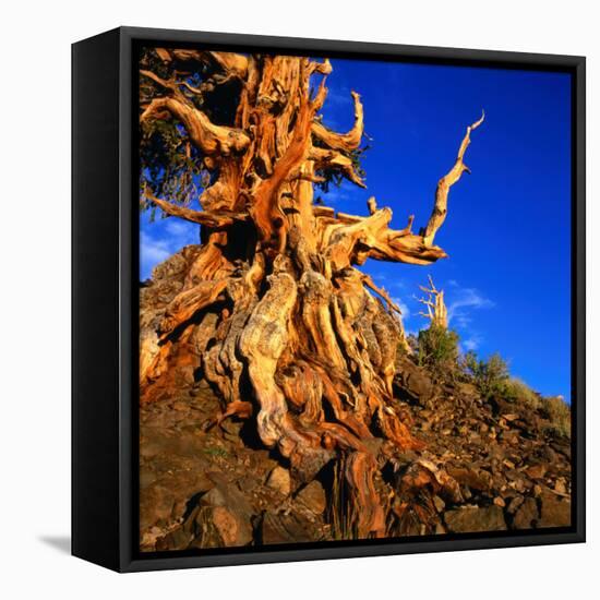 Gnarled Roots and Trunk of Bristlecone Pine, White Mountains National Park, USA-Wes Walker-Framed Stretched Canvas