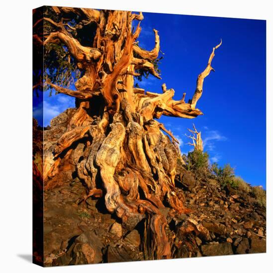 Gnarled Roots and Trunk of Bristlecone Pine, White Mountains National Park, USA-Wes Walker-Stretched Canvas