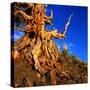 Gnarled Roots and Trunk of Bristlecone Pine, White Mountains National Park, USA-Wes Walker-Stretched Canvas