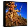 Gnarled Roots and Trunk of Bristlecone Pine, White Mountains National Park, USA-Wes Walker-Framed Stretched Canvas