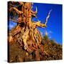 Gnarled Roots and Trunk of Bristlecone Pine, White Mountains National Park, USA-Wes Walker-Stretched Canvas