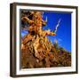 Gnarled Roots and Trunk of Bristlecone Pine, White Mountains National Park, USA-Wes Walker-Framed Photographic Print