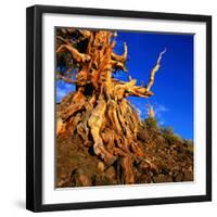 Gnarled Roots and Trunk of Bristlecone Pine, White Mountains National Park, USA-Wes Walker-Framed Photographic Print