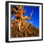 Gnarled Roots and Trunk of Bristlecone Pine, White Mountains National Park, USA-Wes Walker-Framed Photographic Print