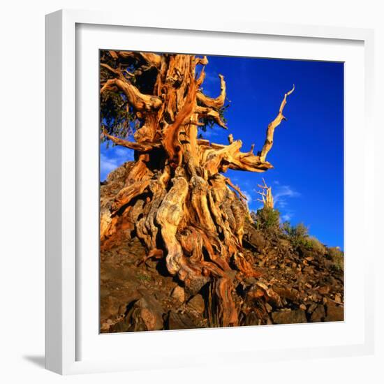 Gnarled Roots and Trunk of Bristlecone Pine, White Mountains National Park, USA-Wes Walker-Framed Photographic Print