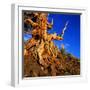 Gnarled Roots and Trunk of Bristlecone Pine, White Mountains National Park, USA-Wes Walker-Framed Photographic Print