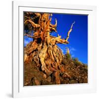 Gnarled Roots and Trunk of Bristlecone Pine, White Mountains National Park, USA-Wes Walker-Framed Photographic Print