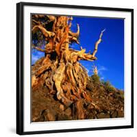 Gnarled Roots and Trunk of Bristlecone Pine, White Mountains National Park, USA-Wes Walker-Framed Photographic Print