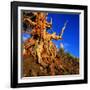 Gnarled Roots and Trunk of Bristlecone Pine, White Mountains National Park, USA-Wes Walker-Framed Photographic Print
